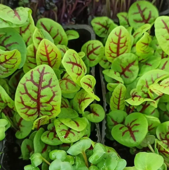 Микрозелень щавеля XXL фото 2